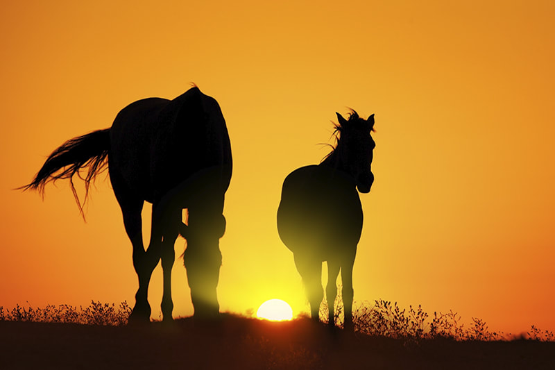 Horse's and sunset
